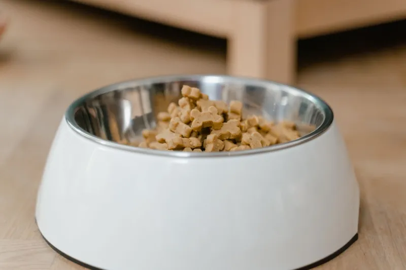 Love Your Pet, Wreck the Planet? The Hard Truth About Premium Pet Food Culture
