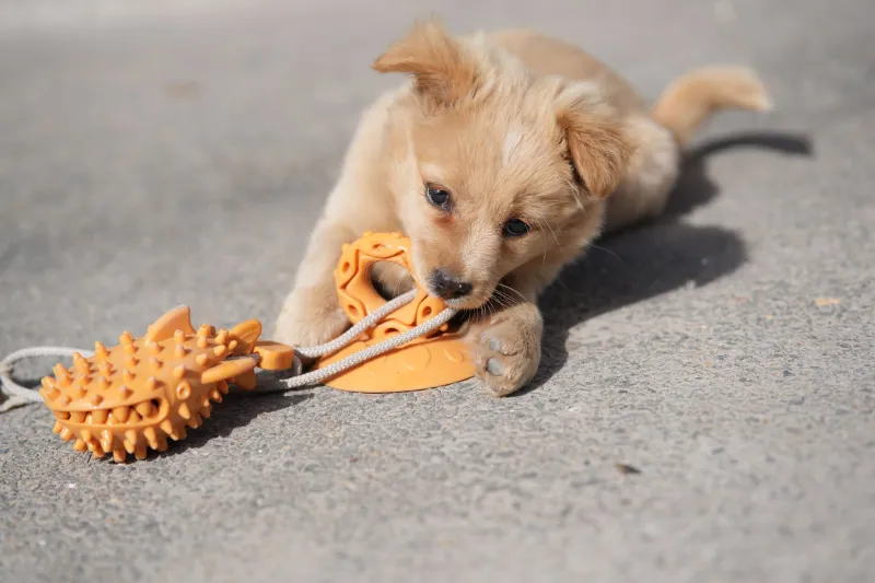 Your Dog's 'Sustainable' Chew Toy Might Be the Least Green Thing in Your House
